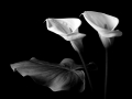 Kostas Chalkiadakis, Greece - Calla Lilies Nr2